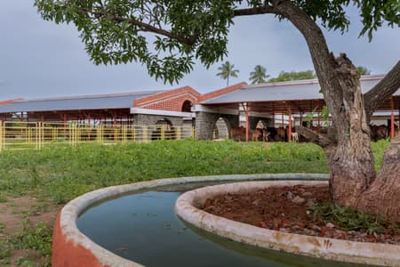 Gaughar Animal Husbandry